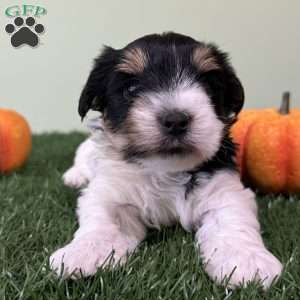 Caleb, Biewer Terrier Puppy